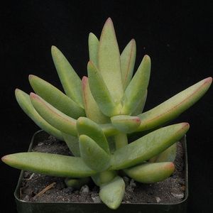 Image of Crassula macowaniana